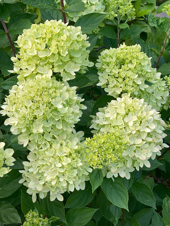 Large white flowers on green stems of this Hydrangea Little Lime.